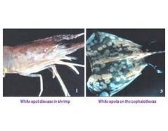 Bacterial disease of Shrimp