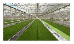 Eleusis - Green Germination in Greenhouses