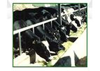 Eleusis - Milk Cattle