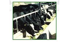 Eleusis - Milk Cattle