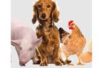 Bacterial Formulations for Animal Nutrition and Pet Health  - Agriculture - Livestock