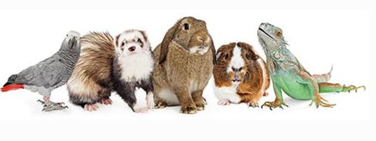 Sweet PDZ Uses for Rabbits, Small Animals, Reptiles & Birds - Agriculture - Livestock