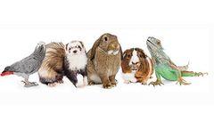 Sweet PDZ Uses for Rabbits, Small Animals, Reptiles & Birds