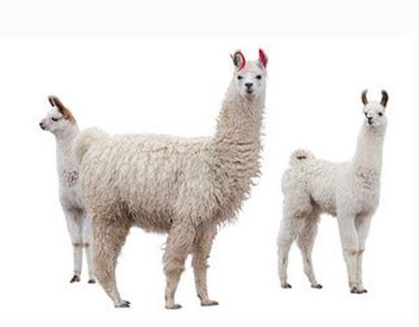 Sweet PDZ Uses for Llamas, Alpacas & Goats - Agriculture - Livestock