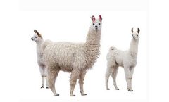 Sweet PDZ Uses for Llamas, Alpacas & Goats