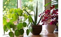Home use solutions for house plants sector