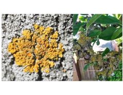 Figure 2: Xanthoria parietina(‘sunburst lichen’) growing on tree bark [left] and lichens (X. parietina) growing on tree twigs [right]