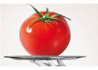 Fenco - Tomato Paste Production Equipment