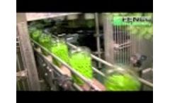 Peas Processing Line Fenco- Video
