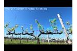 Spur pruned - Bud burst - Video
