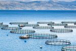 Researching insects for optimal aquaculture feed industry - Agriculture - Aquaculture