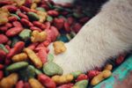 Researching insects for petfood industry - Agriculture - Livestock