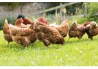 Amusca - Feed the Healthy Fresh Mix Direct to Poultry