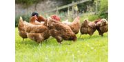 Feed the Healthy Fresh Mix Direct to Poultry
