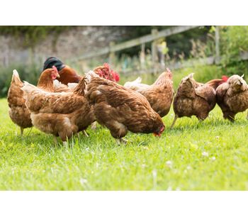 Amusca - Feed the Healthy Fresh Mix Direct to Poultry