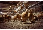 Corby Rock Mill - Chick Grower & Rearing Feeds