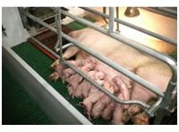 Lianol Vital - Active Newborn Piglets