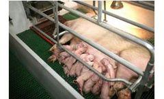 Lianol Vital - Active Newborn Piglets