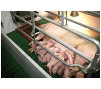 Lianol Vital - Active Newborn Piglets