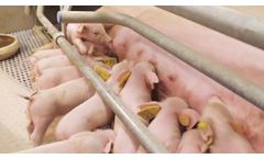Heavier piglets at birth with Lianol Vital: The 5 step pig concept - Video