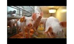 Kyodo - Farrowing Feeding System - Video
