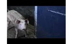 Kyodo - Pig Performance Testin System - Video