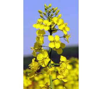 Genome Biology: Revealing the Genetic Structure of Seed Coat Content in Brassica Napus