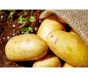 Using CRISPR Technology to Modify Starch in Potatoes