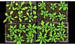 Plants Activate `Wartime` Protein Production to Fight Invasion