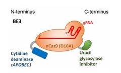 RNAi-Based Pest Control: A New Frontier in Sustainable Agriculture