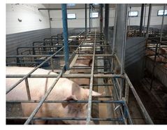 Frank Tobin - Pig Farm  - Case Study