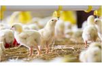 PoultryCare - Poultry Farm Management Software