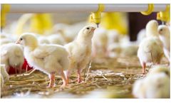 PoultryCare - Poultry Farm Management Software