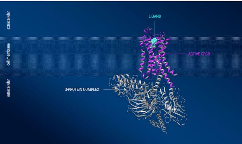 Confo - G Protein-Coupled Receptors (GPCRs)  Technology