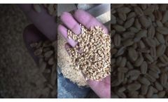 Wheat seed processing plant ambala - Video