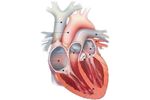 JenaValve - Human Heart Anatomy Pump