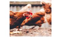 Complete guide to raising laying hens: organic or free range?