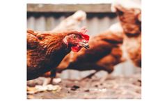 Complete guide to raising laying hens: organic or free range?