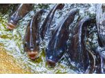 Tilapia and biogas: a sustainable production