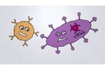 How Our SPEAR T-cells Work - Video