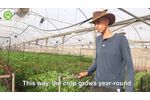 Farmer Testimonial on Roots` RZTO Technology Effect on Alstroemeria Flower - Video
