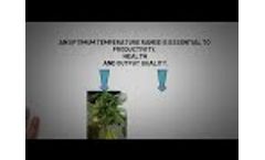 Roots` RZTO Technology Effects On Cannabis Cartoon - Video