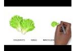 ROOTS` RZTO Technology- Cooling Lettuce (Cartoon) - Video