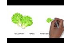 ROOTS` RZTO Technology- Cooling Lettuce (Cartoon) - Video