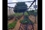 Grapes Grown by ROOTS` IBC Irrigation by Condensation Tech! - Video