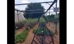Grapes Grown by ROOTS` IBC Irrigation by Condensation Tech! - Video