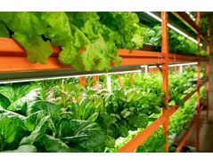 Controlled Environment Agriculture - The future of growing