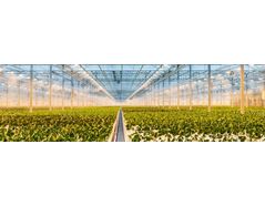 How indoor cultivators can save on labour & energy costs