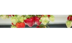 Van-den-Elzen - Strawberry Tray Plant