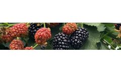 Van-Den-Elzen - Longcanes Blackberry Plant